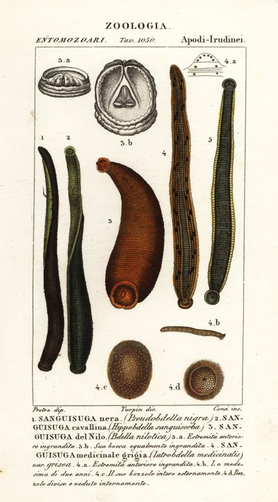 Vanlig svart igel, Hirudo verbana, var av Corsi Corsi