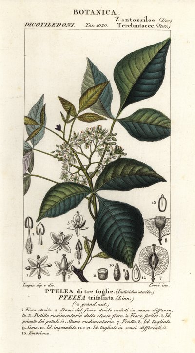 Vanligt humleträd, Ptelea trifoliata, Trebladig Ptelea av Corsi Corsi