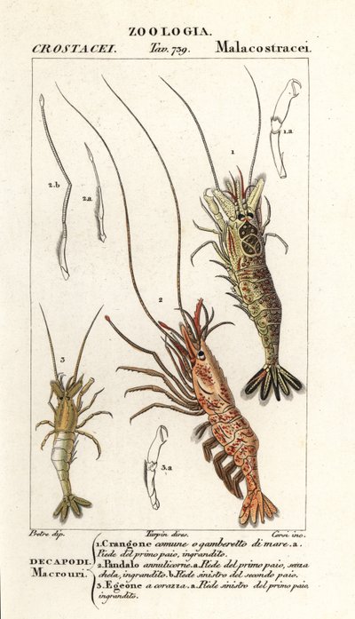 Vanlig räka, Crangon crangon 1, rosa räka, Pandalus montagui 2 och Aegaeon cataphractus 3 av Corsi Corsi