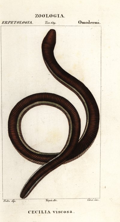 Vanlig gulbandig caecilian, Ichthyophis glutinosus av Corsi Corsi