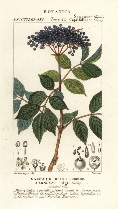 Europeiskt svart fläder, Sambucus nigra, Svart eller vanlig fläder av Corsi Corsi