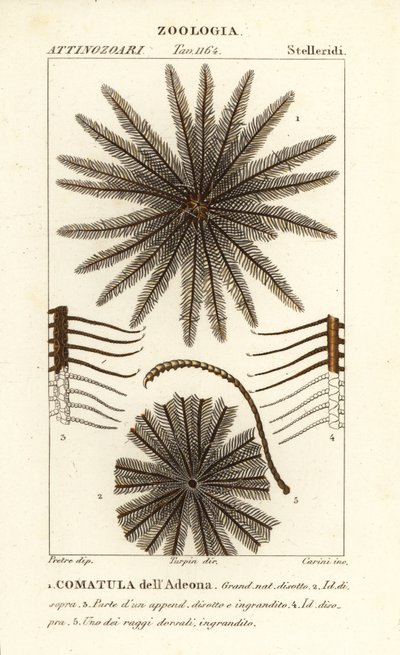 Feather star crinoid, Oligometrides adeonae, Comatula adeonae, Comatula dellAdeona av Corsi Corsi
