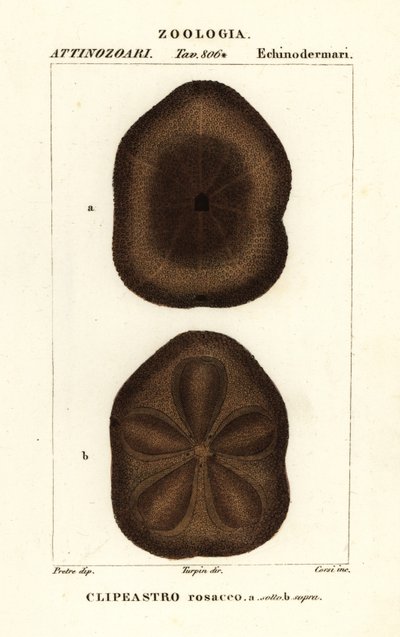 Platt havskex, Clypeaster rosaceus av Corsi Corsi