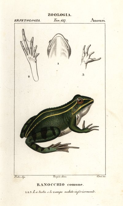 Grön groda, Pelophylax kl esculentus av Corsi Corsi