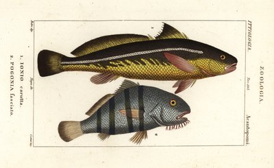 Karut croaker, Johnius carutta, Ionio carutta 1 och svart trumma, Pogonias cromis, Pogonias fasciatus, Pogonia fasciato 2 av Corsi Corsi