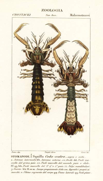 Mantisräka, Lysiosquilla scabricauda av Corsi Corsi