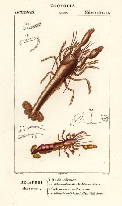 Mud hummer och mud räkor av Corsi Corsi