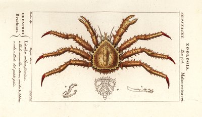 Norges kungskrabba, Lithodes maja av Corsi Corsi