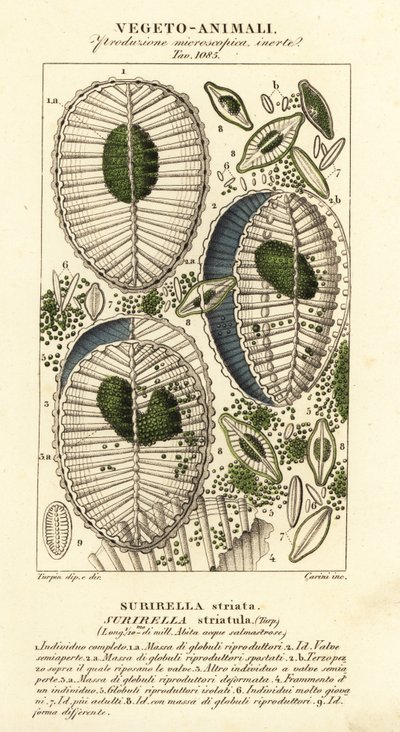 Plankton, Surirella striatula, Surirella striata av Corsi Corsi