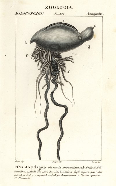 Portugisisk man o