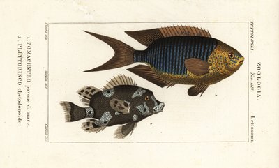 Sapphire damsel, Pomacentrus pavo, pavone di mare 1 och harlequin sweetlips, Plectorhinchus chaetodonoides, Plettorinco chetodonoides 2 av Corsi Corsi