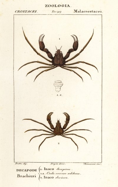 Scorpion spindel krabba och Leachs spindel krabba av Corsi Corsi