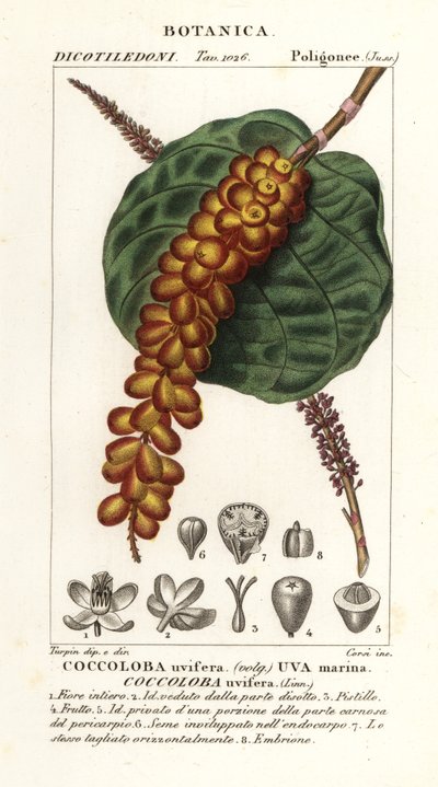 Seagrape eller baygrape, Coccoloba uvifera, Sea druva av Corsi Corsi
