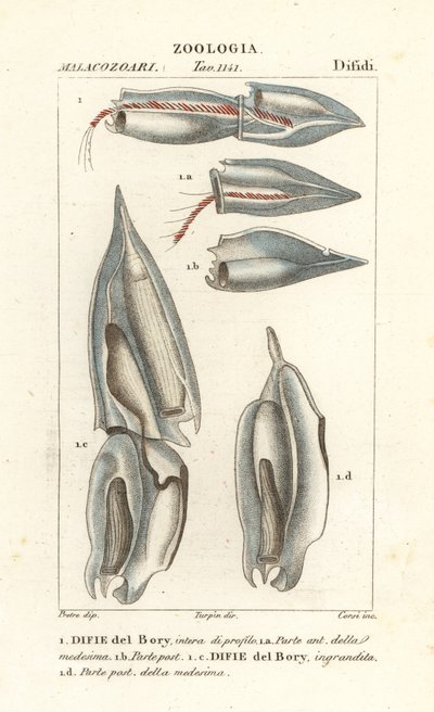 Siphonophores, Diphyes dispar, Diphyes boryi, Difie del Bory av Corsi Corsi