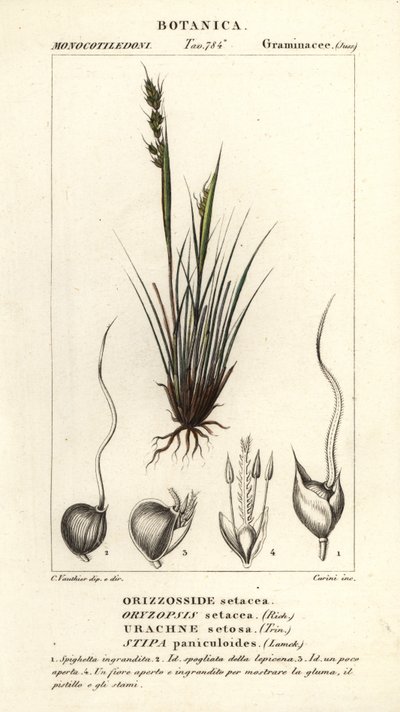Spjutgräs, Piptochaetium panicoides av Corsi Corsi