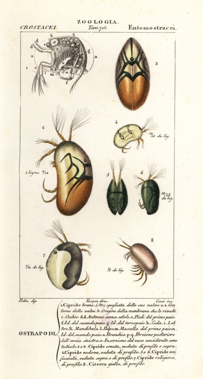 Arter av ostracods av Corsi Corsi