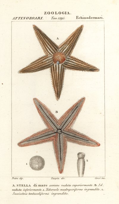Sjöstjärna eller sjöstjärna, Asterias rubens av Corsi Corsi