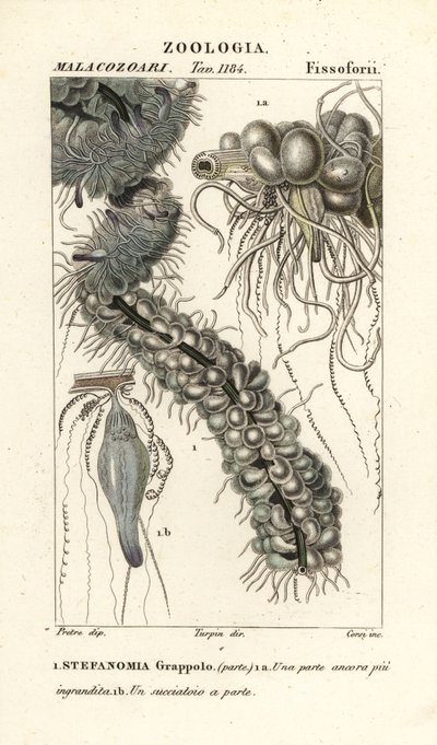 Strängmaneter, Apolemia uvaria (Stephanomia uvaria, Stefanomia-gäng) av Corsi Corsi