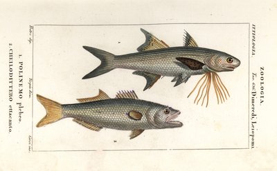 Randig trådfena och blåfisk av Corsi Corsi