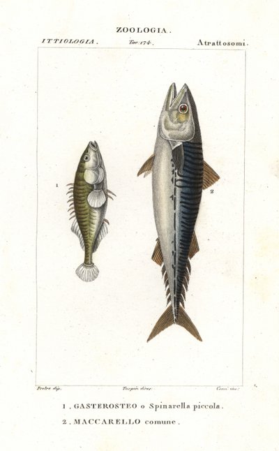 Treryggad klibbal och atlantmakrill av Corsi Corsi