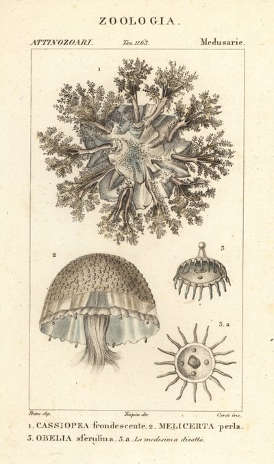 Upp och ner maneter, Cassiopea frondosa 1, Melicertum art 2 och obelia polyp 3 av Corsi Corsi