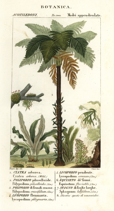 Västindisk trädfern, Cyathea arborea, vinormbunke, Microgramma piloselloides 2, graciös ormbunke, Niphidium crassifolium 3, grov tofsfern, Huperzia phlegmaria 4, staghorn clubmoss, Lycopodiella cernua 5, vatten åkerfräken av Corsi Corsi