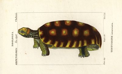 Gulfotad sköldpadda eller brasiliansk jättesköldpadda, Chelonoidis denticulatus Testudo tabulata Testuginne intarsiata av Corsi Corsi
