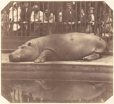 Flodhästen vid Zoological Gardens, Regent