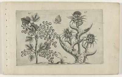 Aalbes en Mariadistel Know the Lilies (serietitel) av Crispijn van de Passe (I) (attributed to)