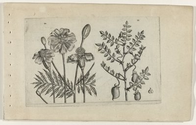 Tagetes och kikärter Cognoscite lilia (serietitel) av Crispijn van de Passe (I) (attributed to)