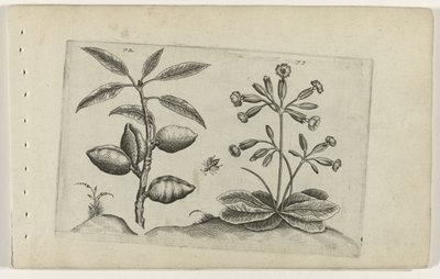 Amandelboom en gulden nyckelbloem Know the Lilies (serietitel) av Crispijn van de Passe (I) (attributed to)