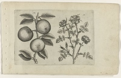 Äppel och hundros Cognoscite lilia (serietitel) av Crispijn van de Passe (I) (attributed to)