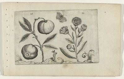 Assyrische appel en goudsbloem Know the Lilies (serietitel) av Crispijn van de Passe (I) (attributed to)