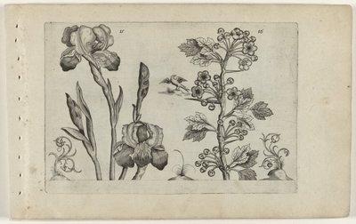 Bardiris och coralmeidoorn Cognoscite Lily (serietitel) av Crispijn van de Passe (I) (attributed to)