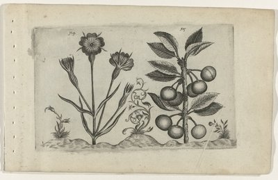 Bolderik en zure kers Know the Lilies (serietitel) av Crispijn van de Passe (I) (attributed to)