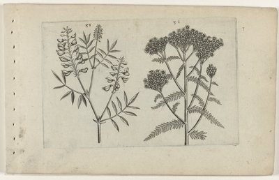 Boswikke en tuizendblad Know the Lilies (serietitel) av Crispijn van de Passe (I) (attributed to)