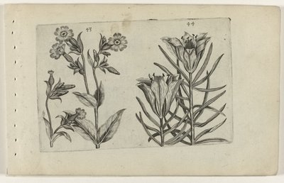 カッコウの花とライ麦のユリ Cognoscite lilia (シリーズタイトル)スウェーデン語 av Crispijn van de Passe (I) (attributed to)