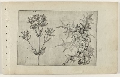 Centaury(?) och Holly Cognoscite lilia (serietitel) av Crispijn van de Passe (I) (attributed to)