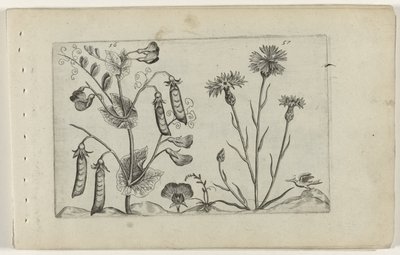 Erwt en korenbloem Know the Lilies (serietitel) av Crispijn van de Passe (I) (attributed to)