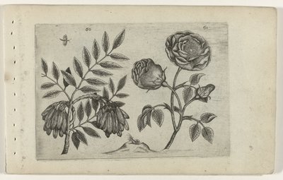 Du är en roos Know the Lilies (serietitel) av Crispijn van de Passe (I) (attributed to)