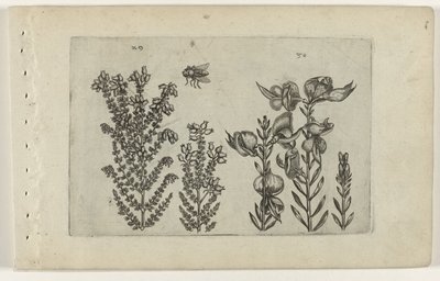 Vanlig ljung och kvastbuske Cognoscite lilia (serietitel) av Crispijn van de Passe (I) (attributed to)