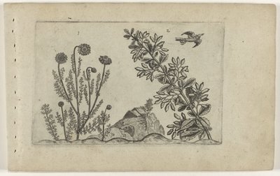 Gewone kamille en zuurbes Know the Lilies (serietitel) av Crispijn van de Passe (I) (attributed to)