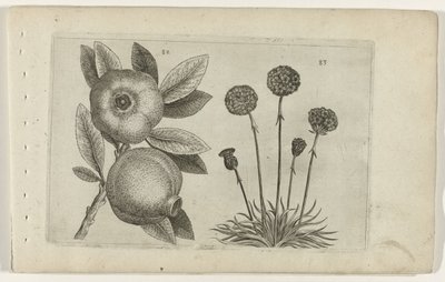 Granaatappel en Engelsk gras Know the Lilies (serietitel) av Crispijn van de Passe (I) (attributed to)