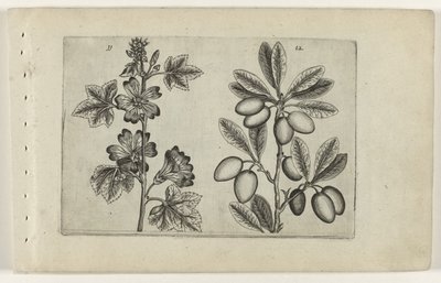 Stor malva och olivträd Cognoscite lilia (serietitel) av Crispijn van de Passe (I) (attributed to)