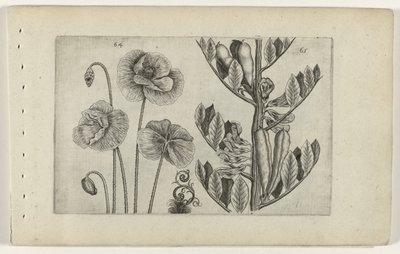 Stor vallmo och bondböna Cognoscite lilia (serietitel) av Crispijn van de Passe (I) (attributed to)