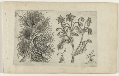 Grove den en bernagie Know the Lilies (serietitel) av Crispijn van de Passe (I) (attributed to)