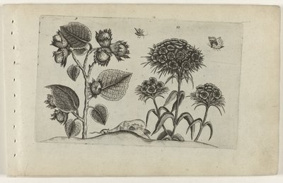 Hazel och Sweet William Cognoscite lilia (serietitel) av Crispijn van de Passe (I) (attributed to)