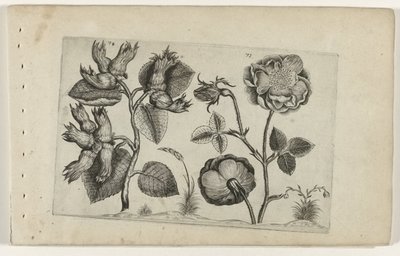 Hazelaar i rosor Cognoscite Lily (serietitel) av Crispijn van de Passe (I) (attributed to)