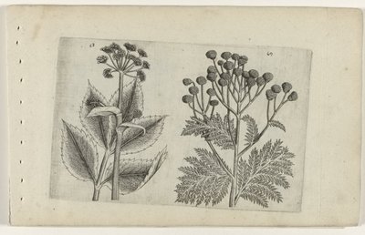Hertswortel en boerenwormkruid Know the Lilies (serietitel) av Crispijn van de Passe (I) (attributed to)