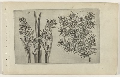 Hyacint och jenerbes Know the Lilies (serietitel) av Crispijn van de Passe (I) (attributed to)